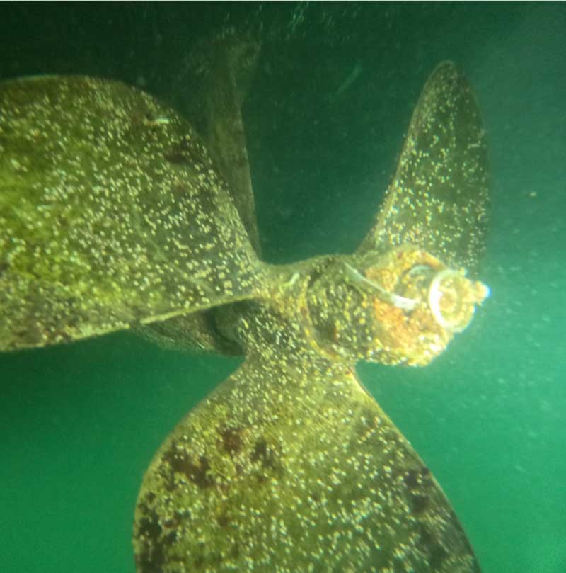 Barnacle Removal in san diego, ca