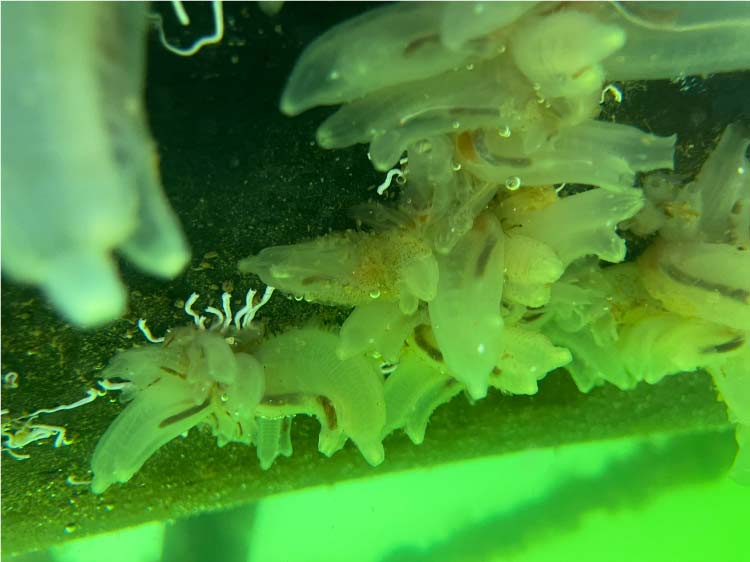 san diego Boat Bottom Cleaning