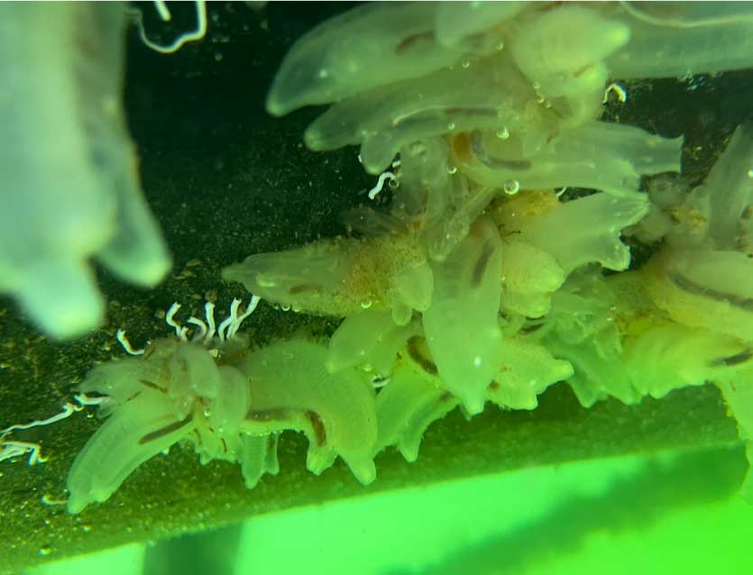 Detailed underwater photograph of heavy marine fouling, featuring translucent sea squirts and organic buildup on a vessel's hull before professional algae removal.